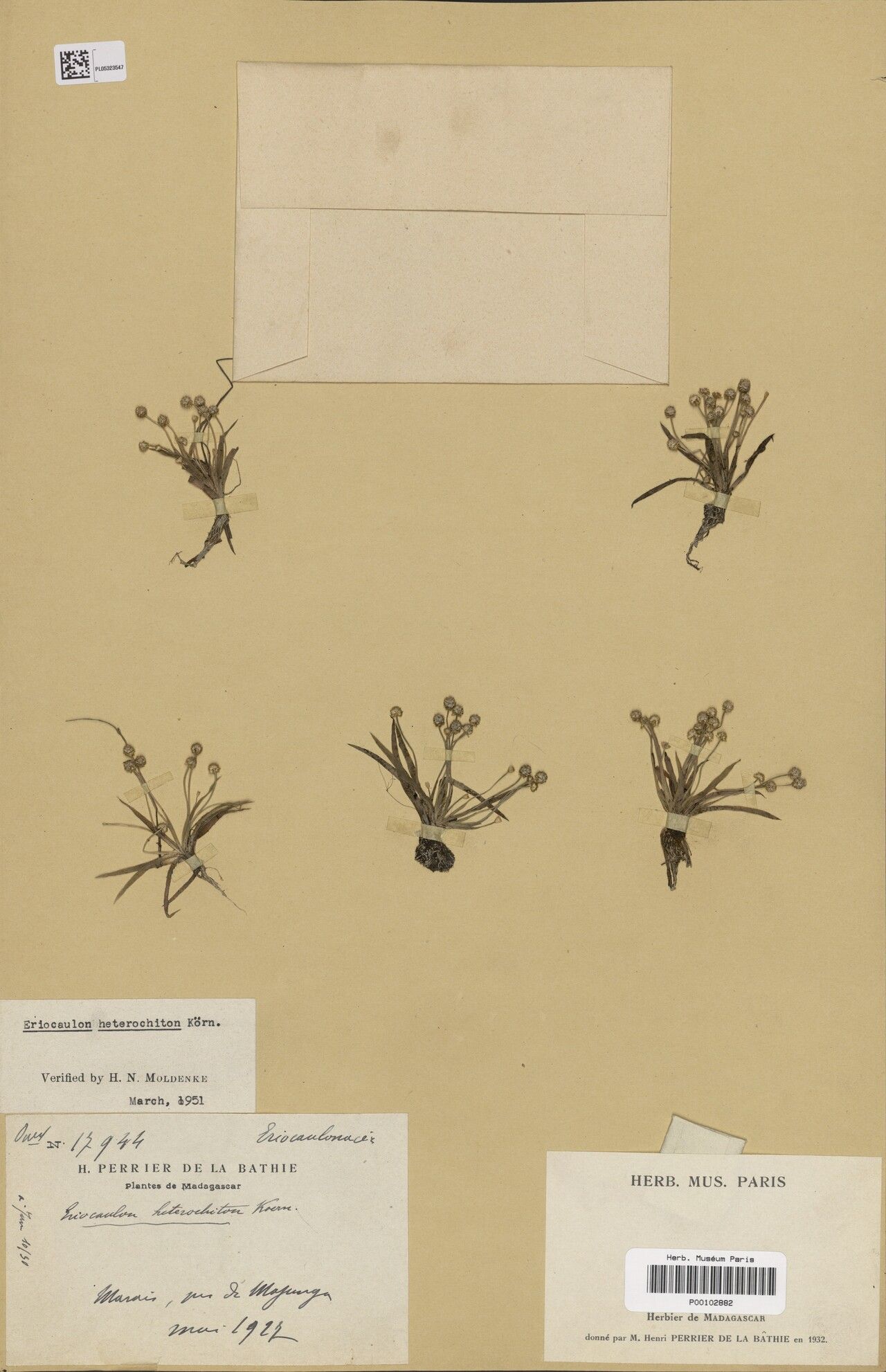 Eriocaulon heterochiton — houseplant care guide