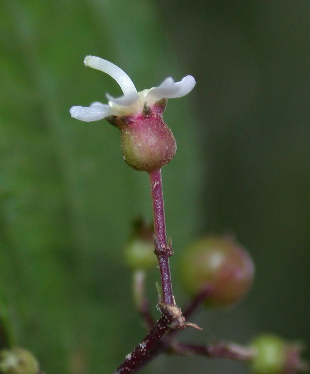 Miconia grayumii flower