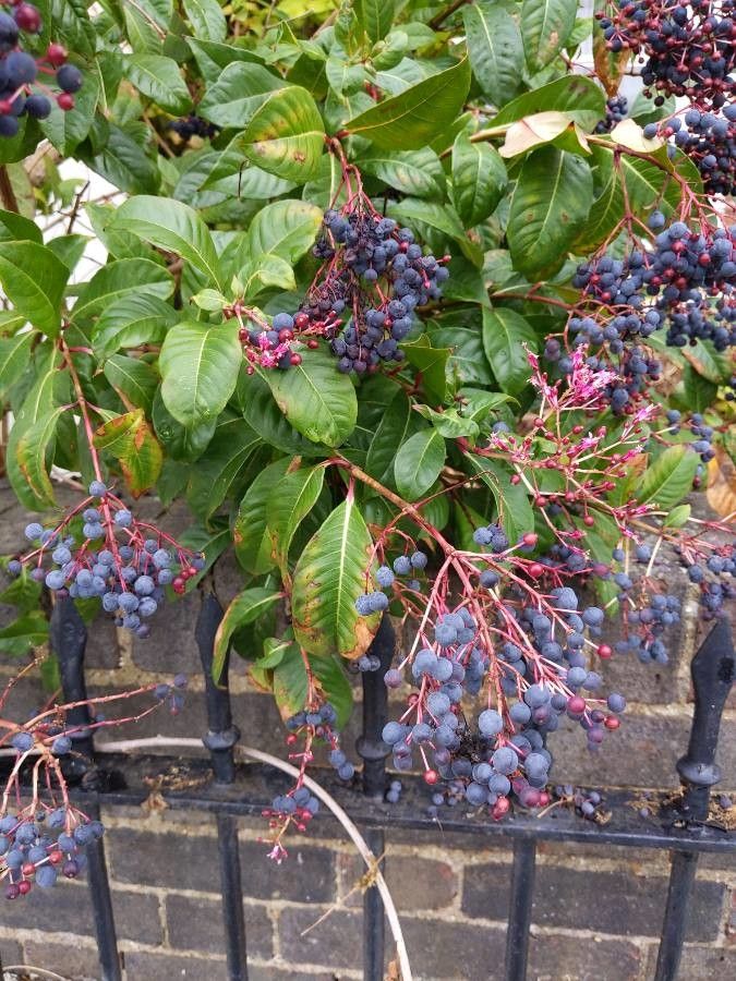 Fuchsia paniculata fruit
