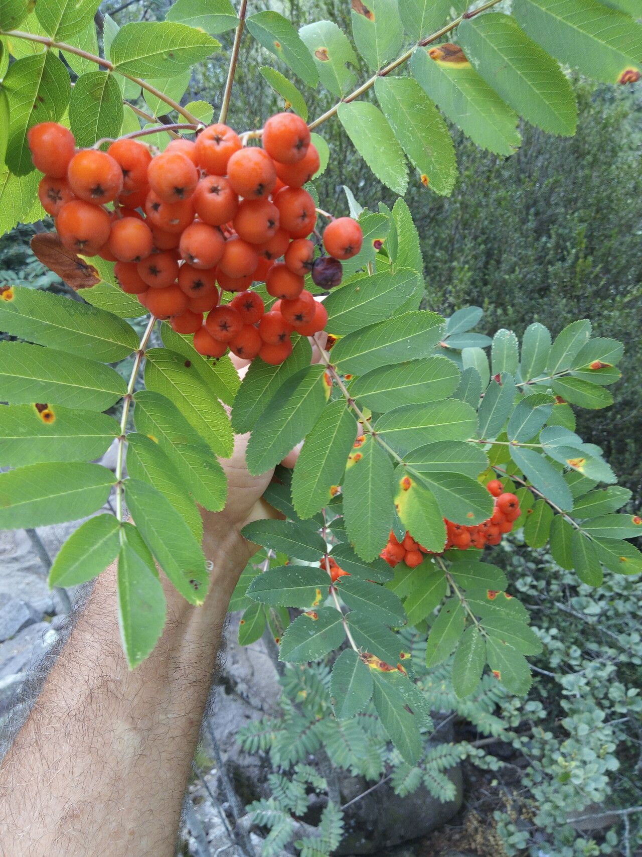 Sorbus decora other