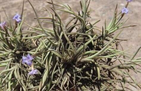 Tillandsia bandensis habit