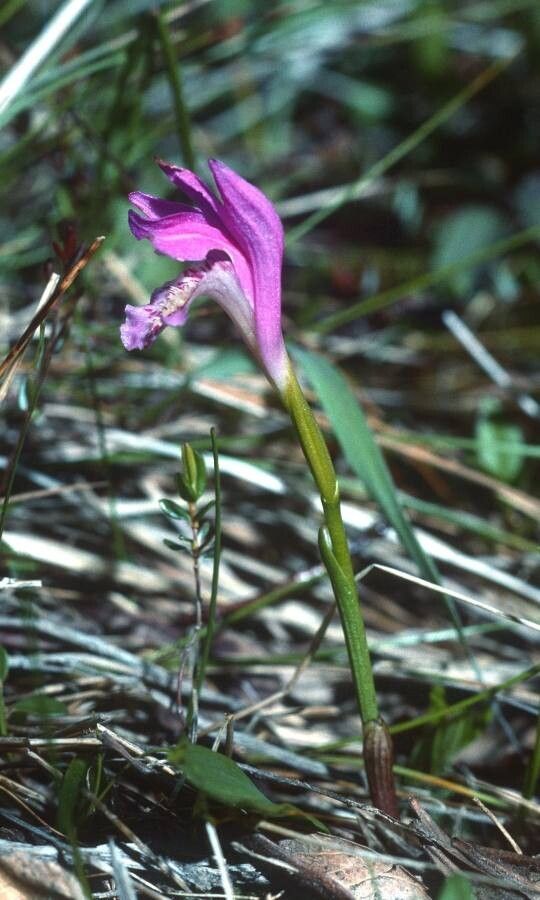 Arethusa bulbosa — houseplant care guide