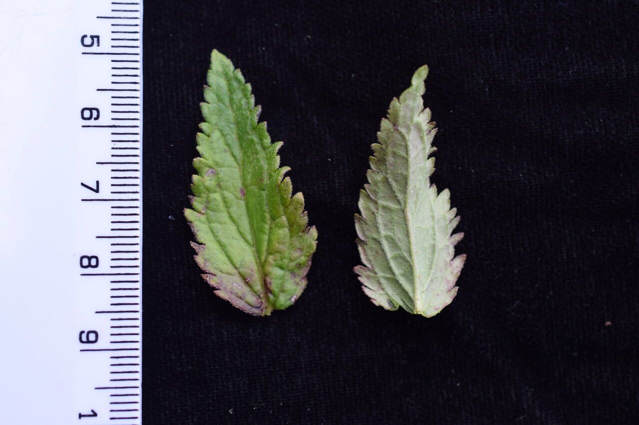 Veronica himalensis — houseplant care guide