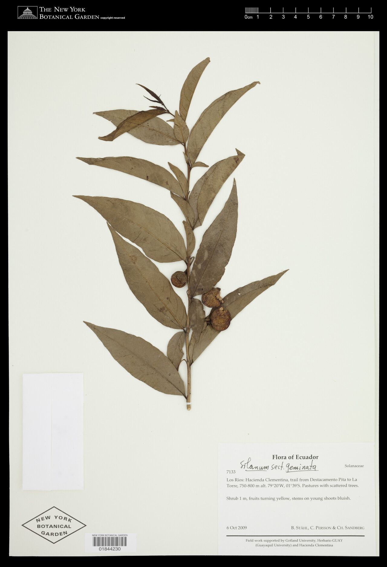 Solanum hypocalycosarcum — houseplant care guide