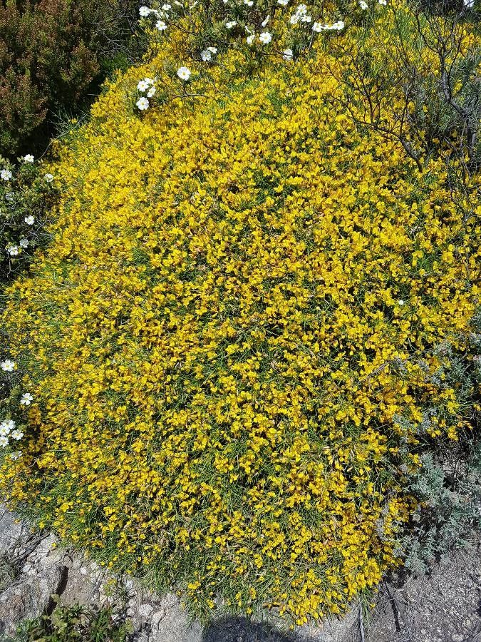 Genista desoleana flower