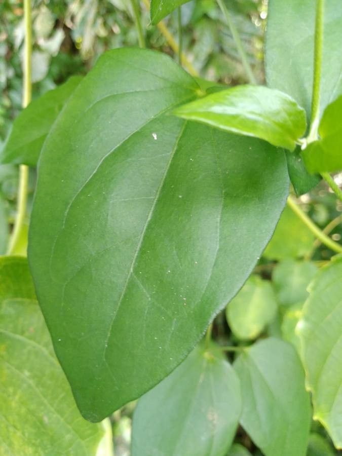 Thunbergia fragrans leaf