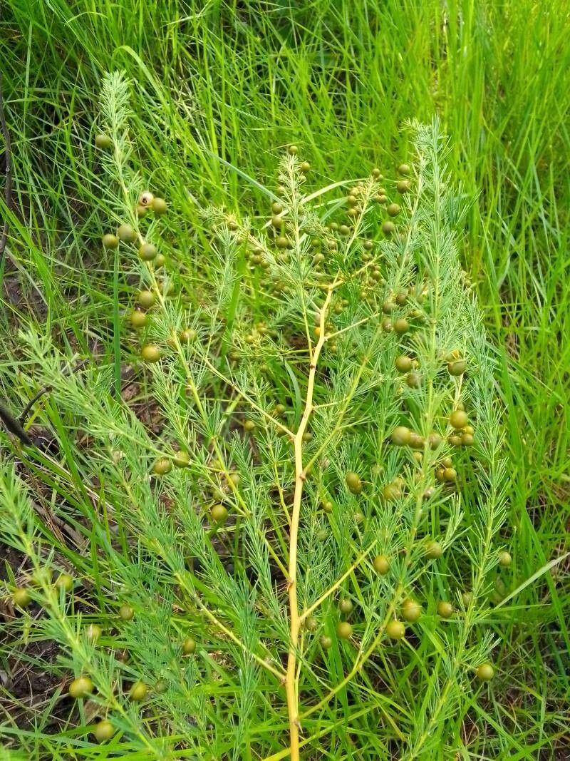 Asparagus flagellaris leaf