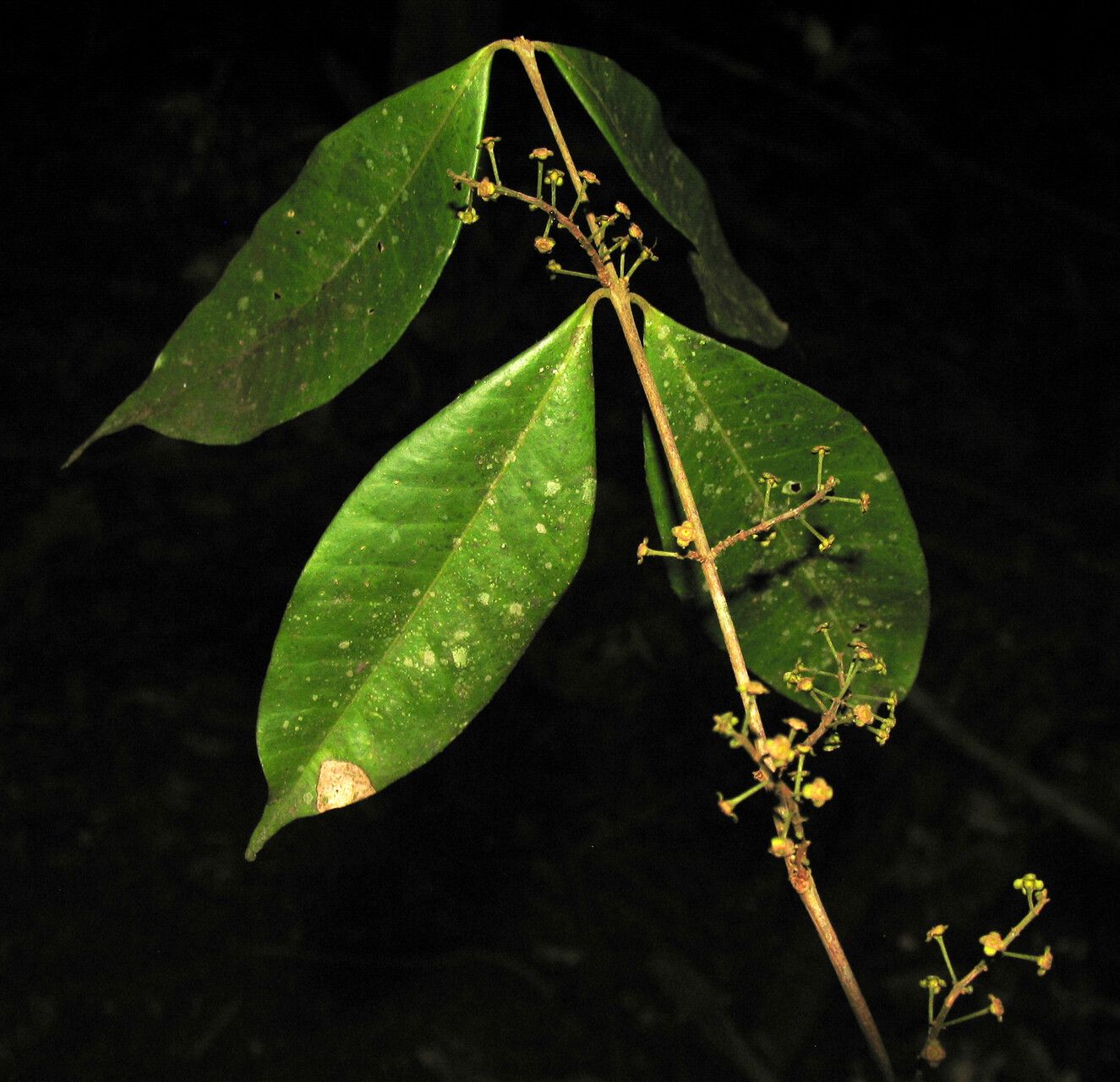 Eugenia densiracemosa flower
