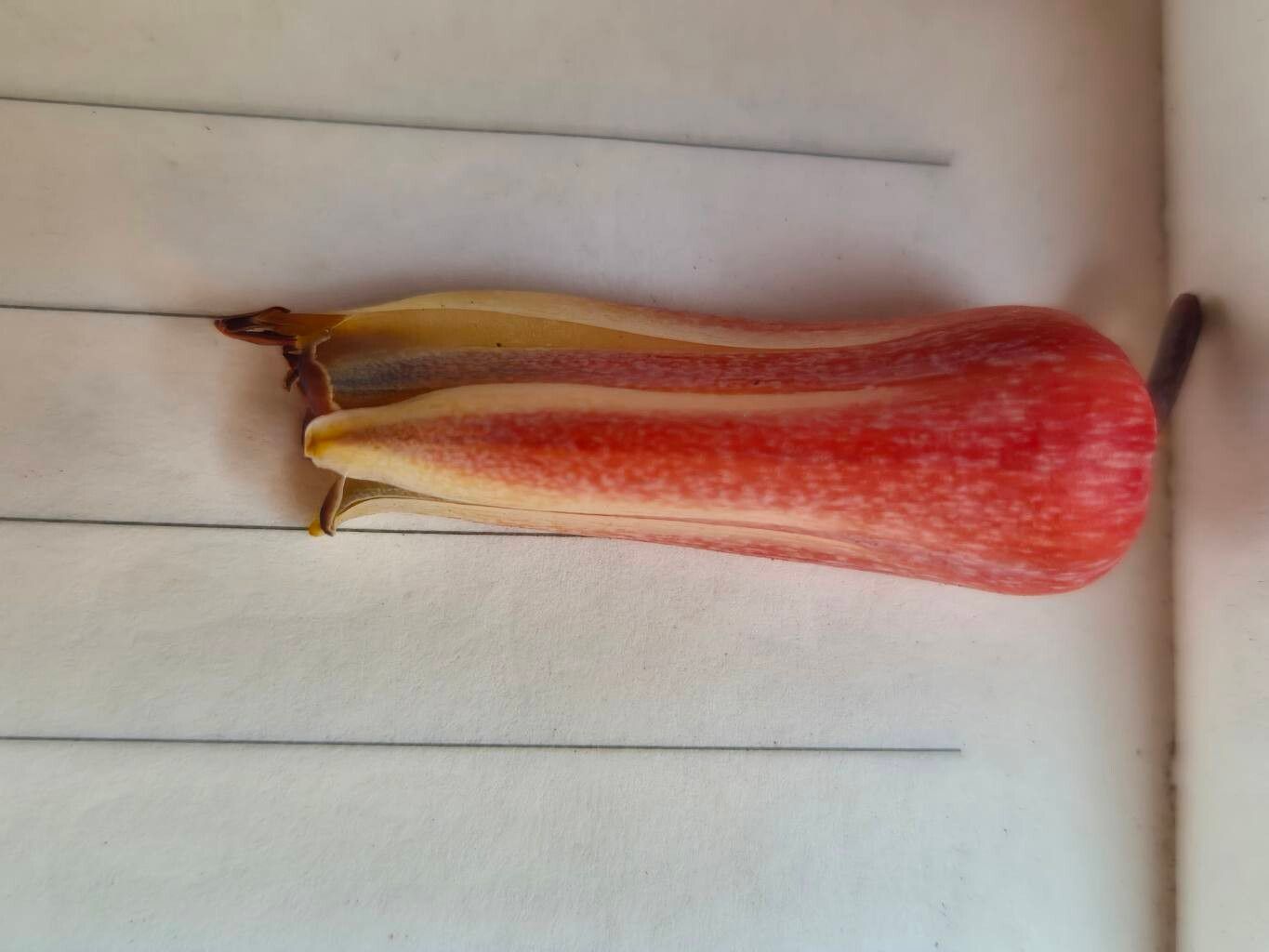 Aloe wilsonii flower