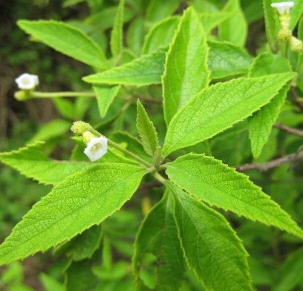 Varronia leucophlyctis — houseplant care guide