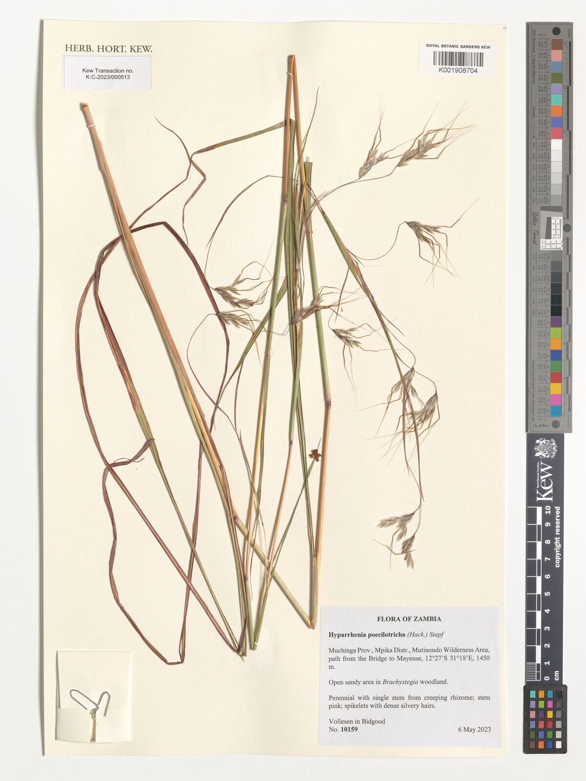 Hyparrhenia poecilotricha — houseplant care guide