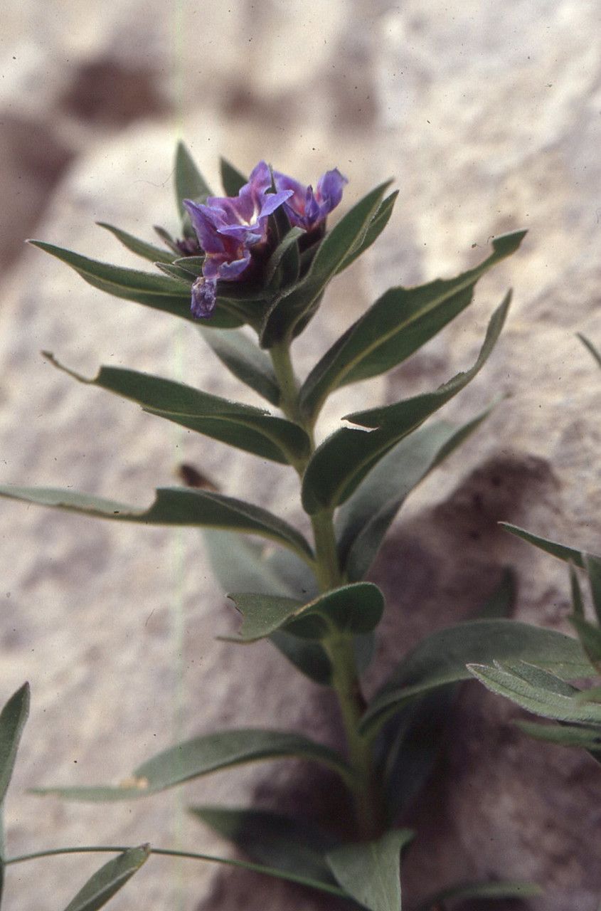 Glandora gastonii leaf