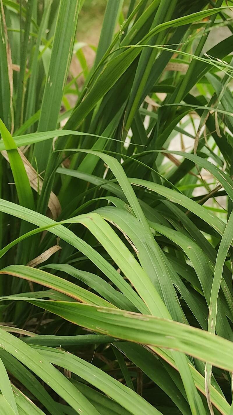 Molinia arundinacea leaf