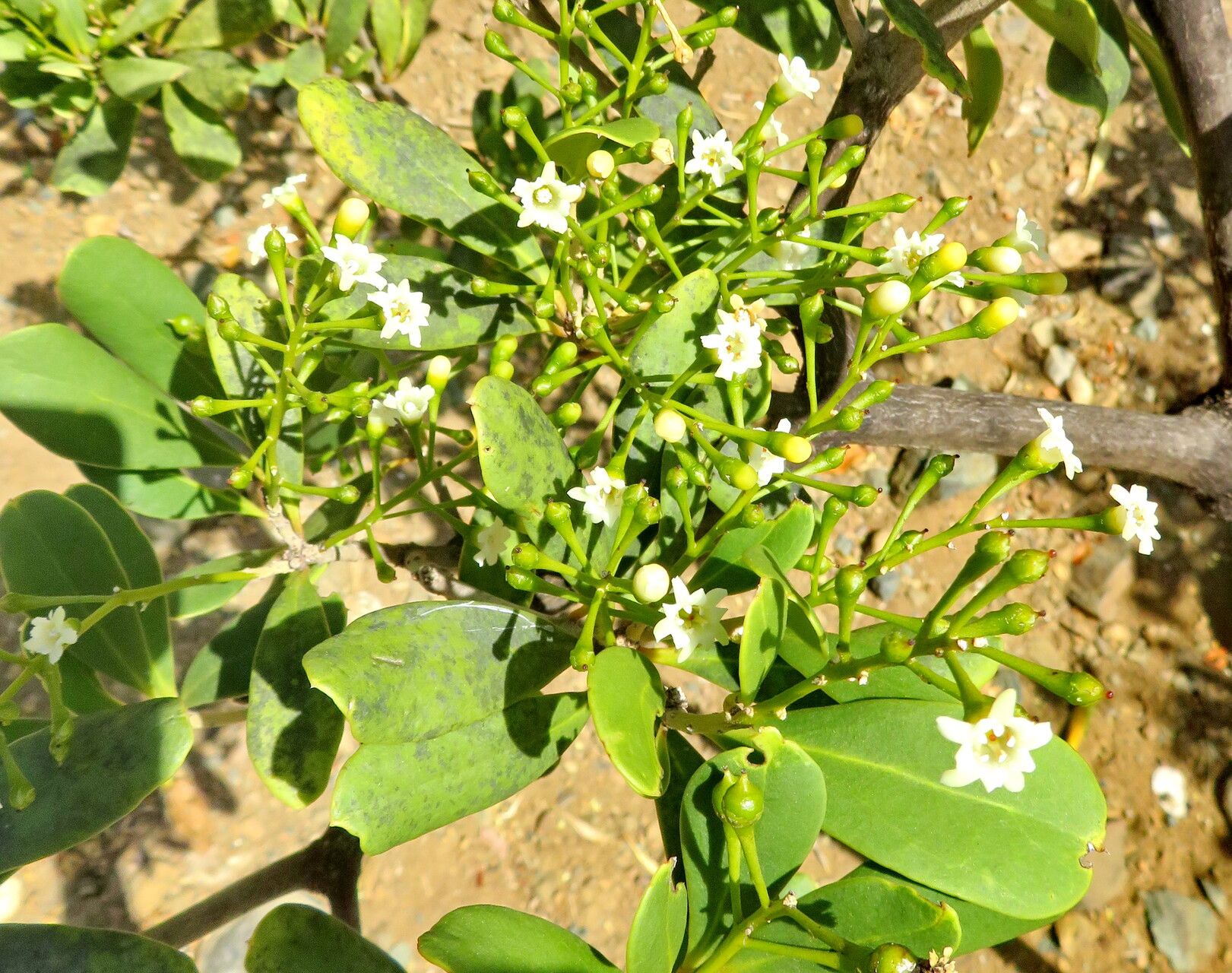 Jacquinia arborea flower