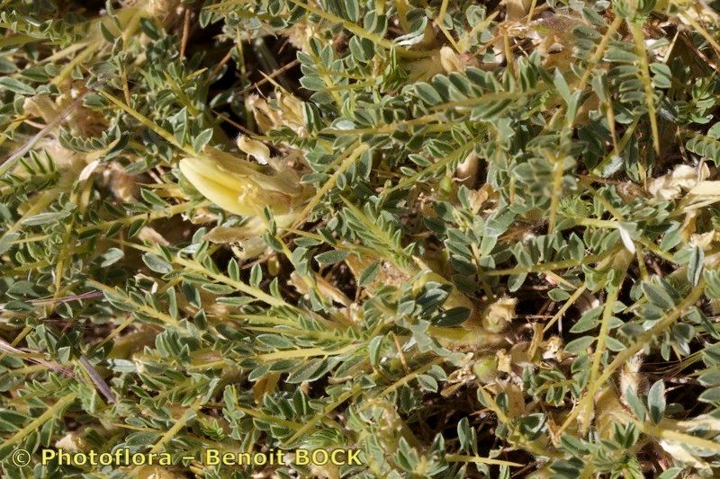 Astragalus ibrahimianus habit