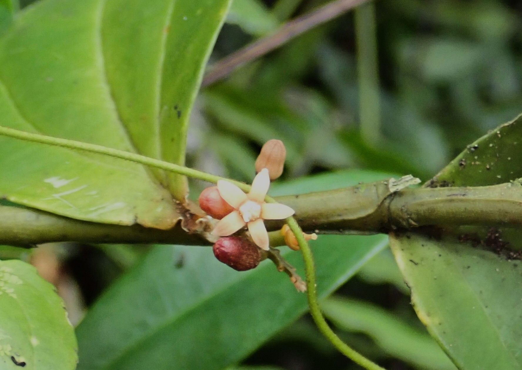 Olax triplinervia flower