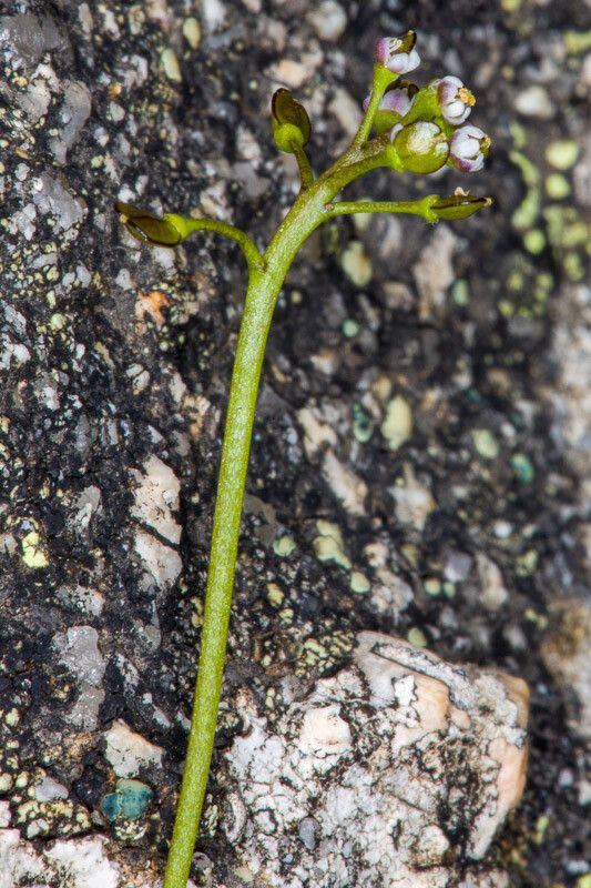 Teesdalia coronopifolia flower