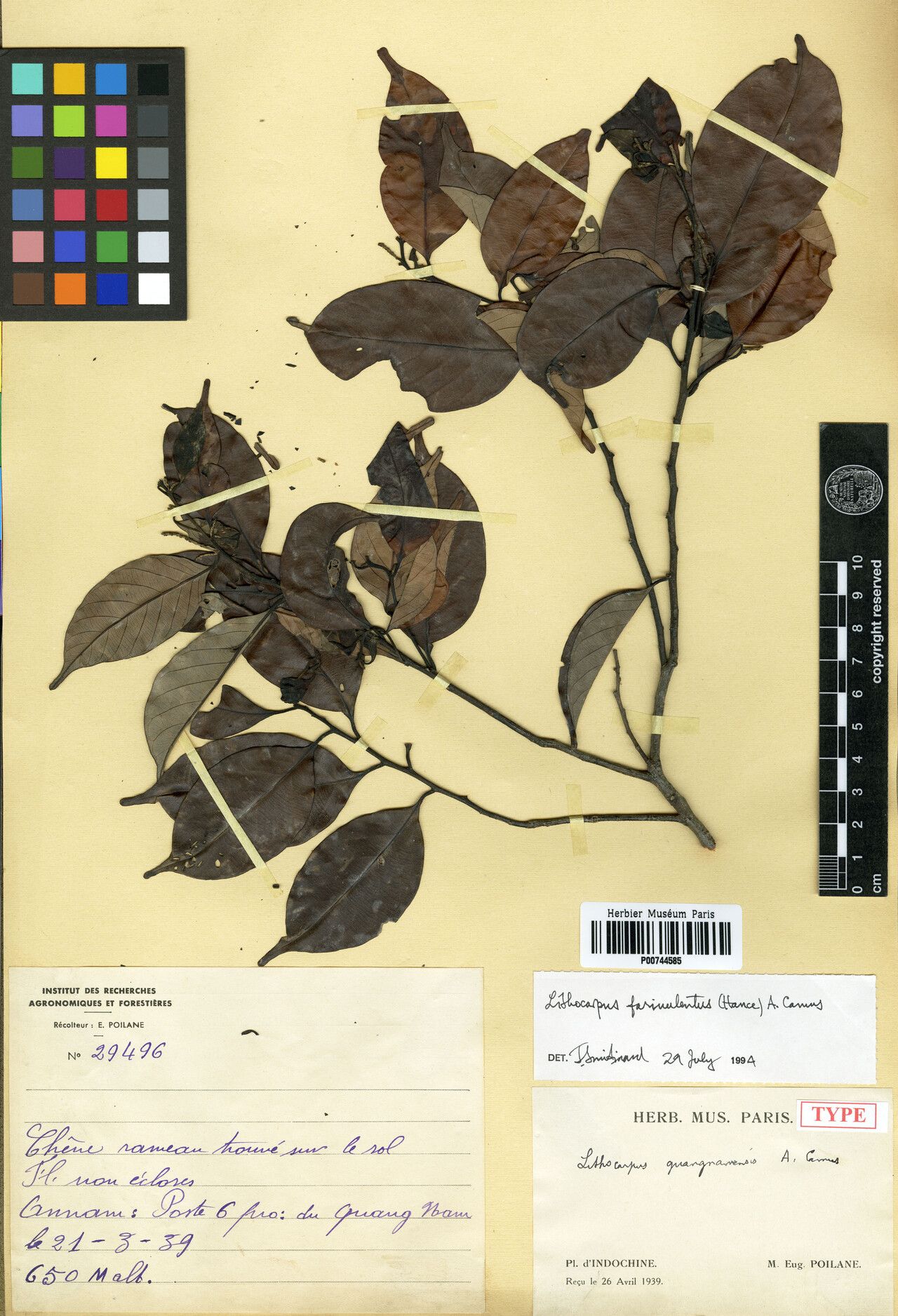 Lithocarpus quangnamensis — houseplant care guide