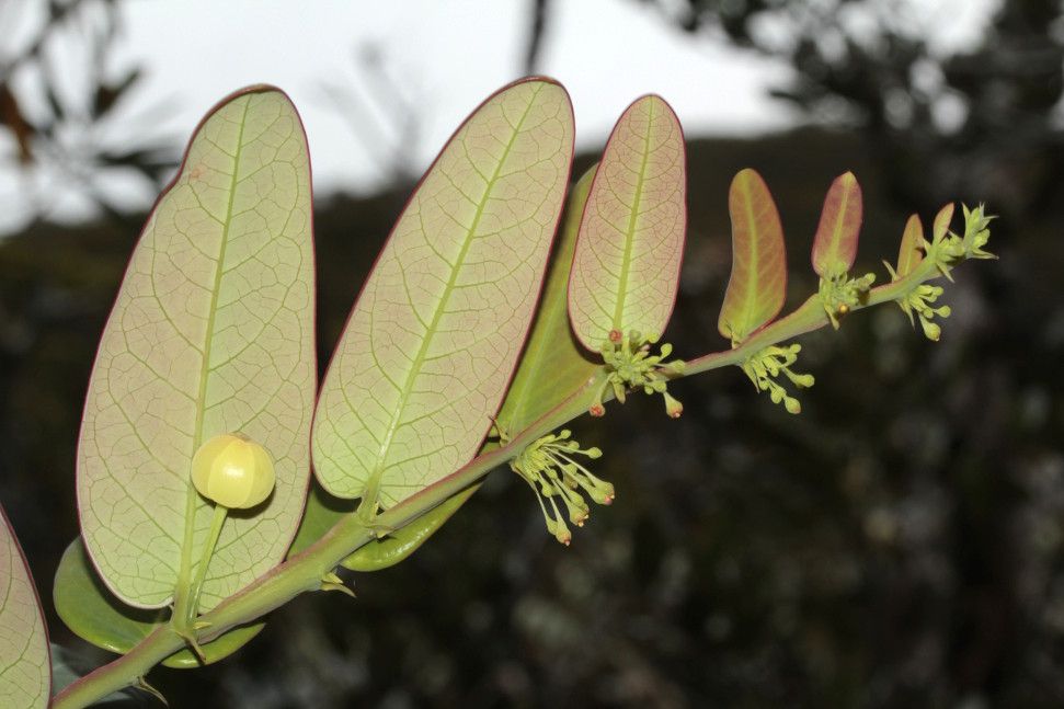 Phyllanthus pterocladus flower