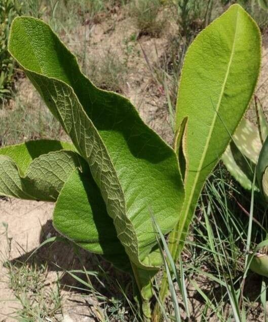 Inula glomerata — search result for 'Inula'
