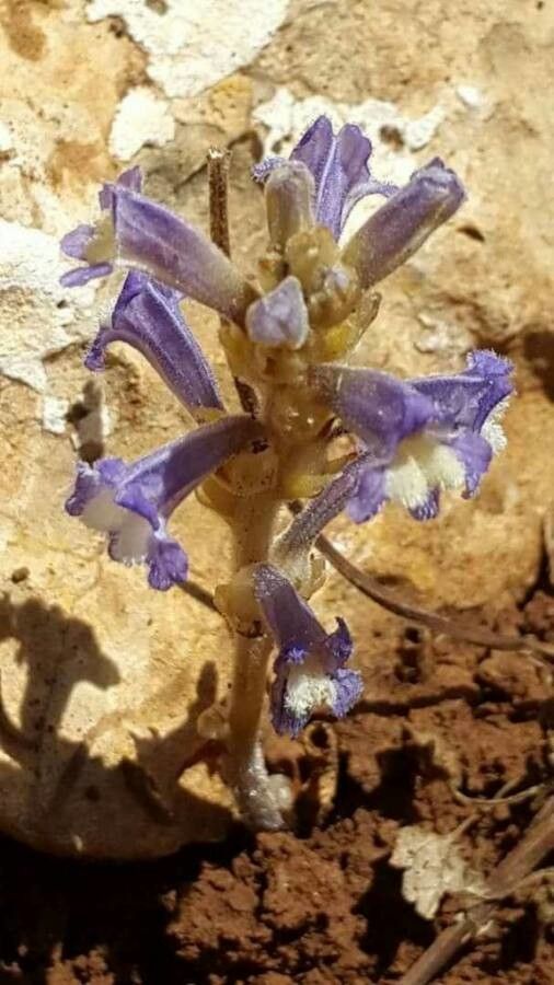 Orobanche nana flower