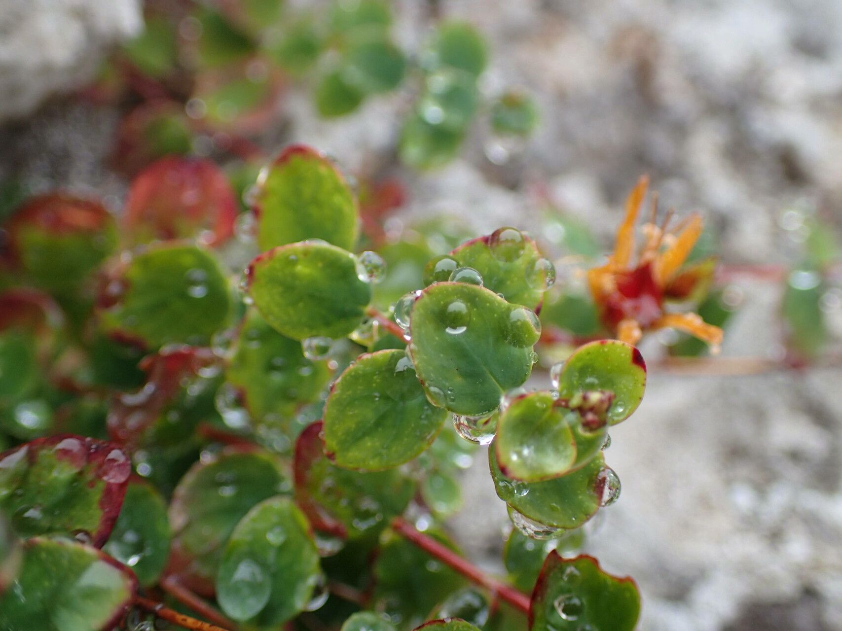 Hypericum nummularium — clay tolerant houseplant