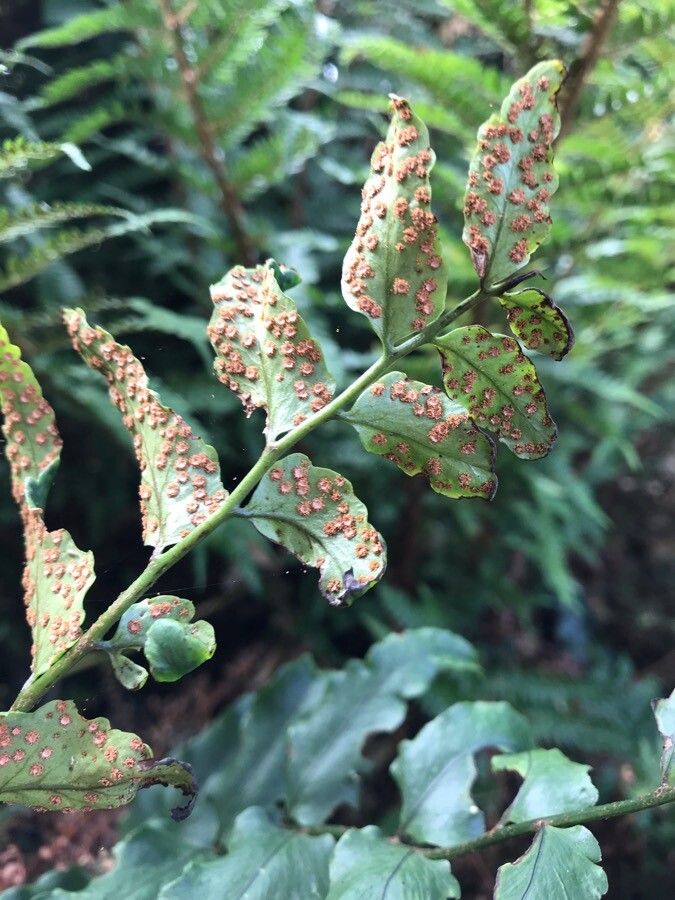 Cyrtomium fortunei flower