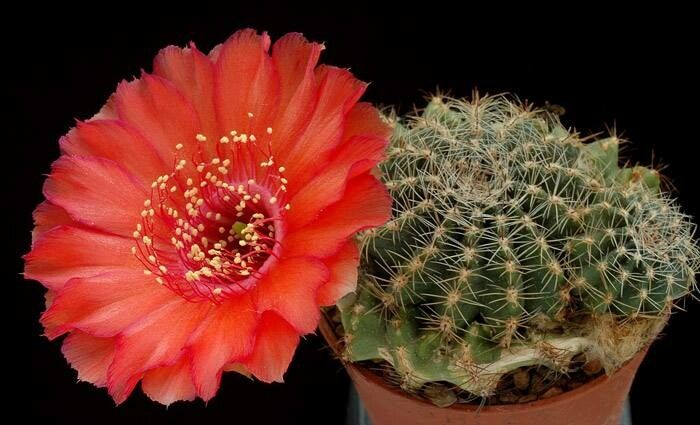 Chamaecereus saltensis flower
