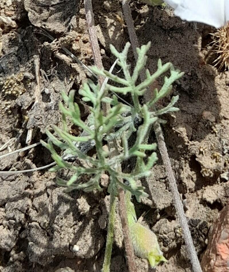 Convolvulus laciniatus — search result for 'Convolvulus'