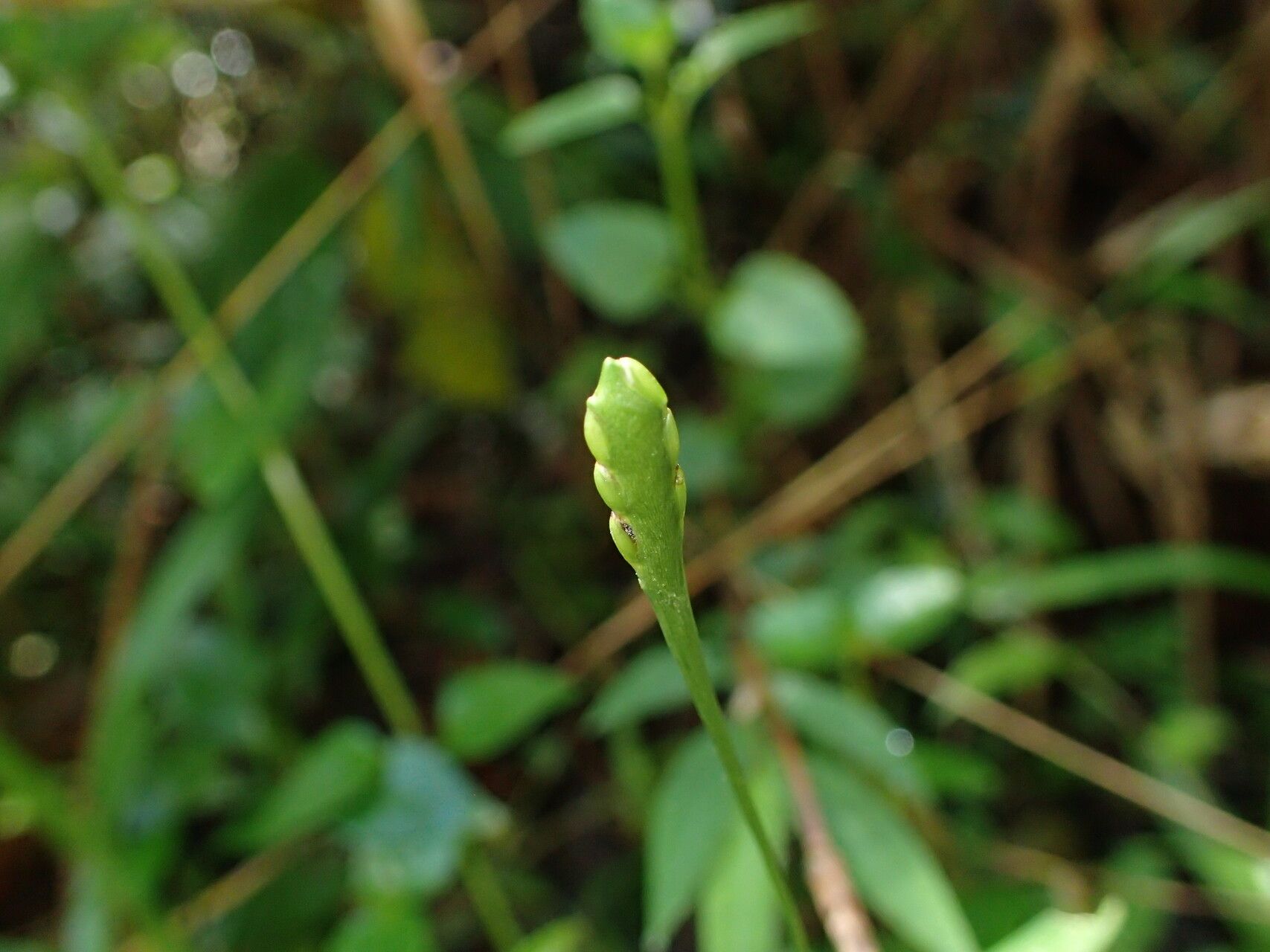 Stenotaphrum oostachyum