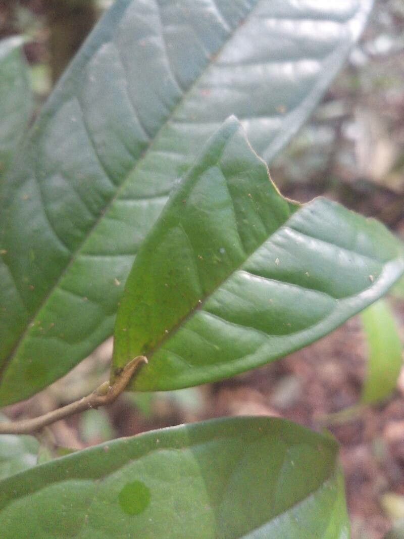 Duguetia cadaverica — related species from the same genus