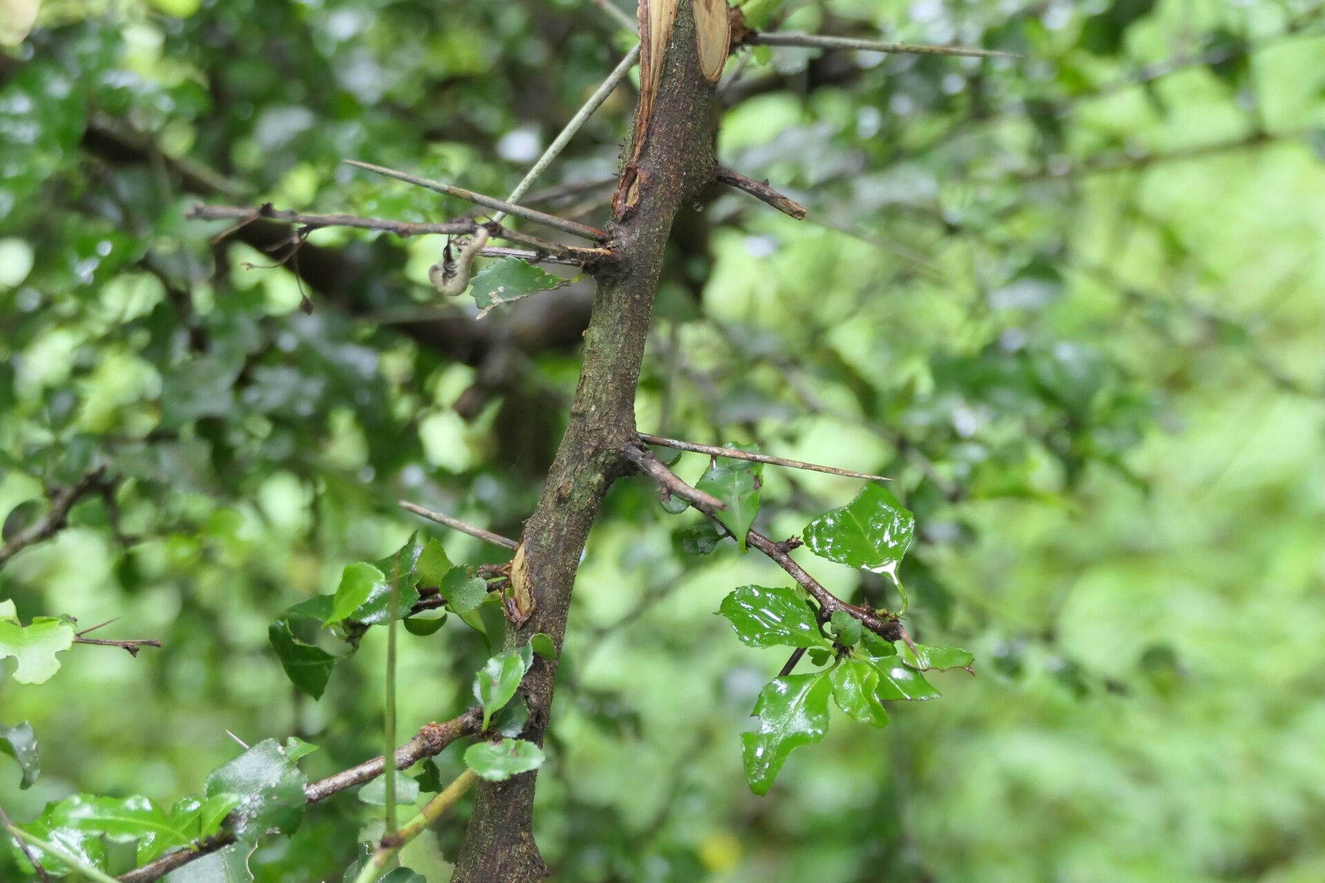 Gymnosporia rubra bark