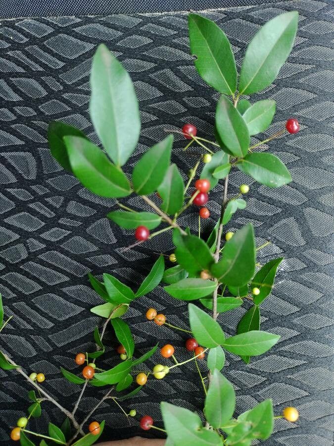 Myrcia laruotteana fruit