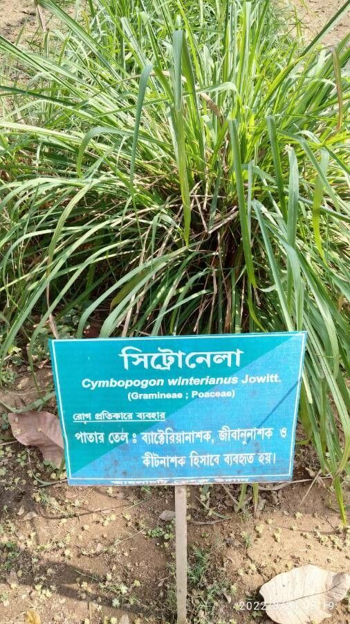 Cymbopogon winterianus leaf