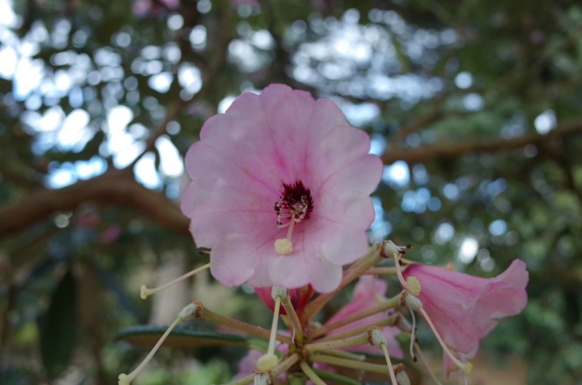 Rhododendron montroseanum flower