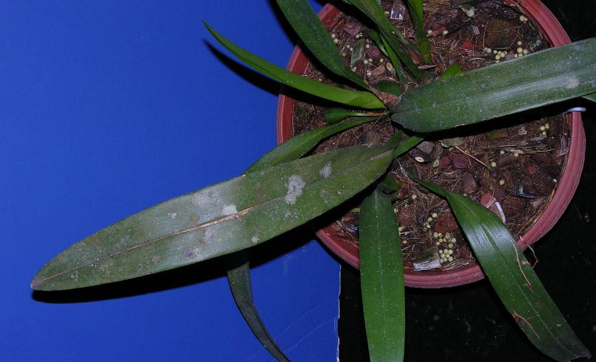 Mormolyca hedwigiae other