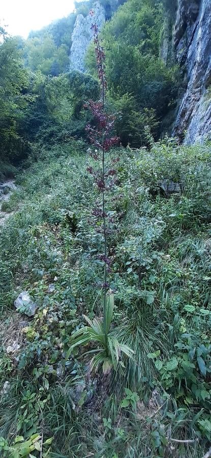 Veratrum nigrum flower