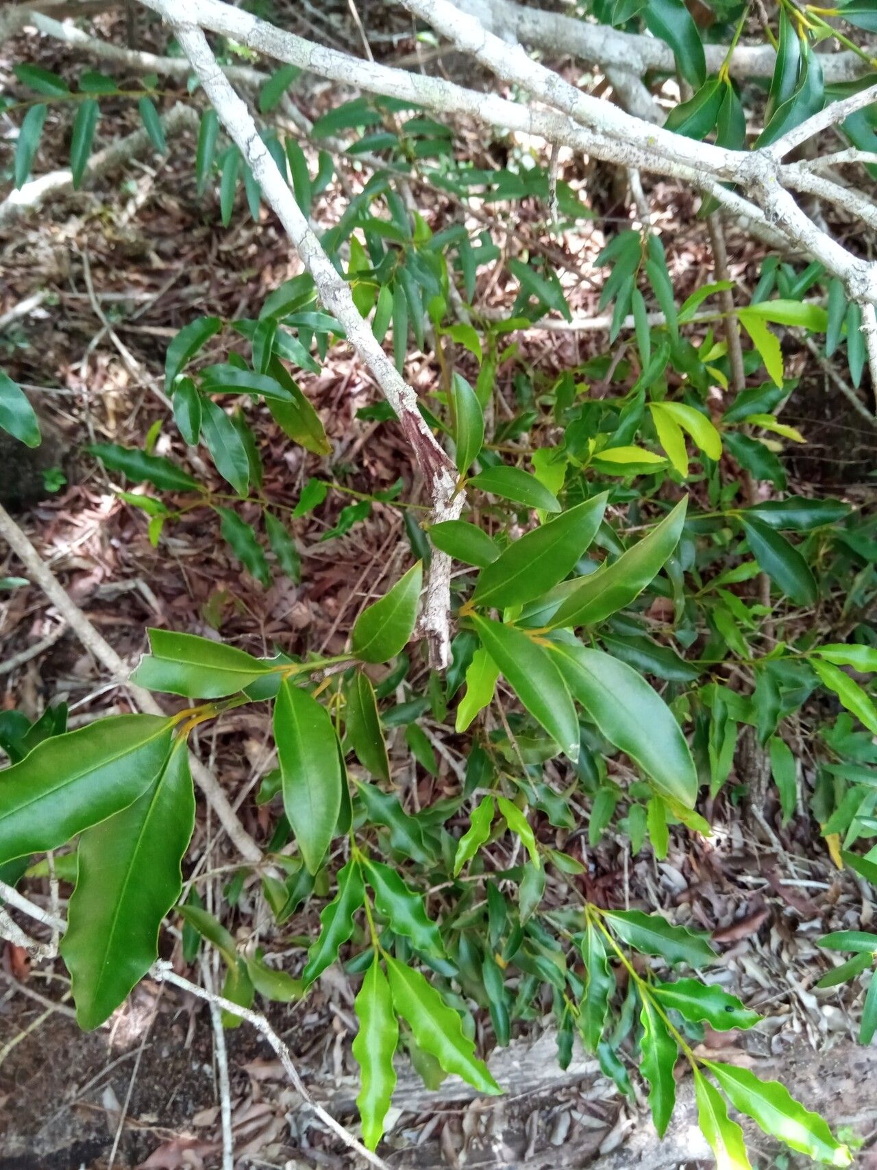 Garcinia arenicola — houseplant care guide