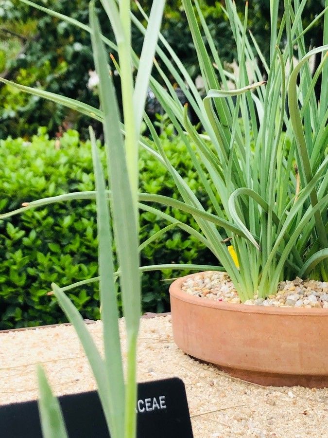 Fritillaria pyrenaica — search result for 'Liliaceae'