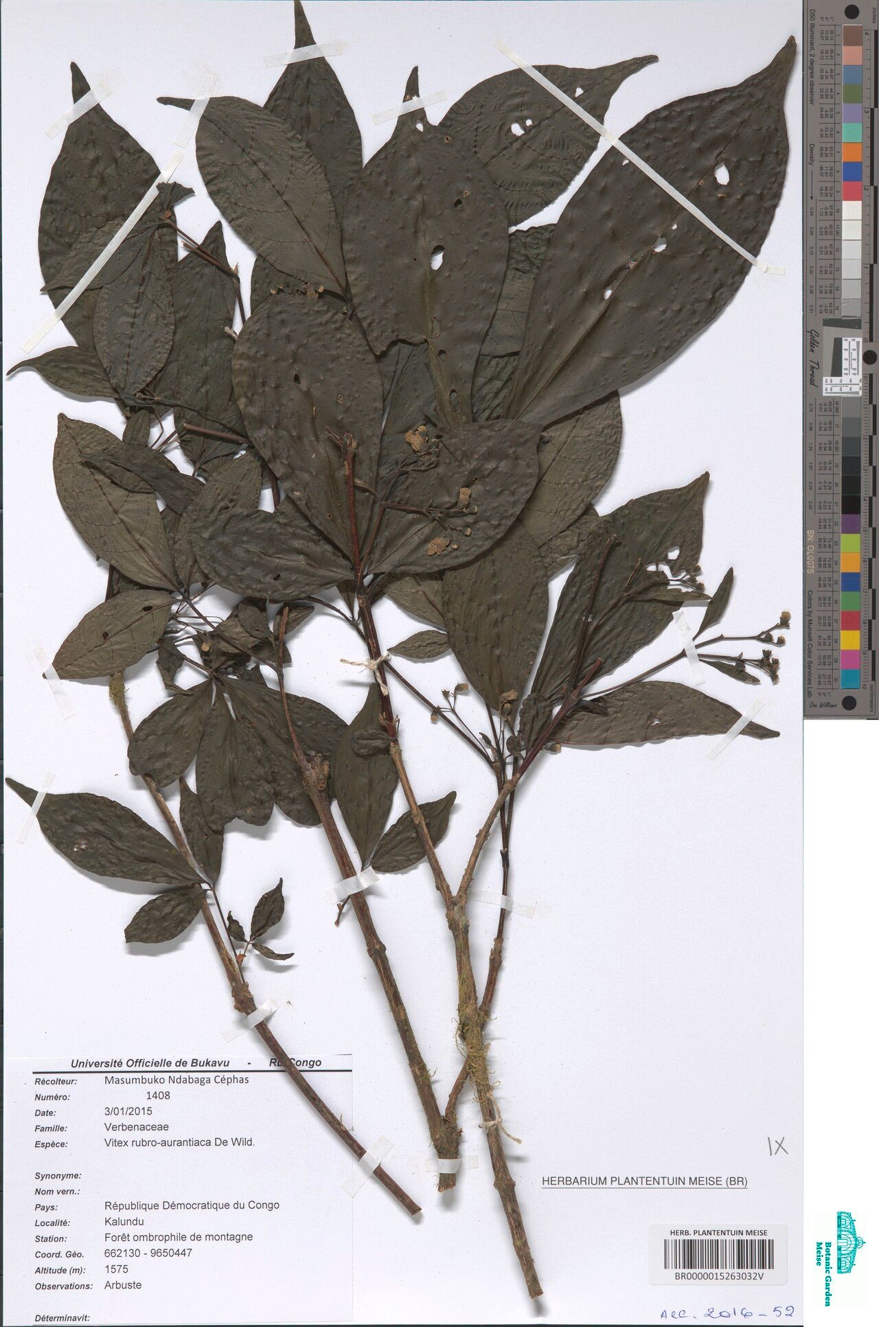 Vitex rubroaurantiaca — houseplant care guide