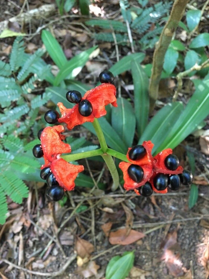 Hippeastrum reticulatum fruit