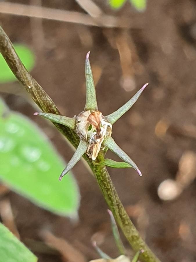 Cyphia glandulifera fruit