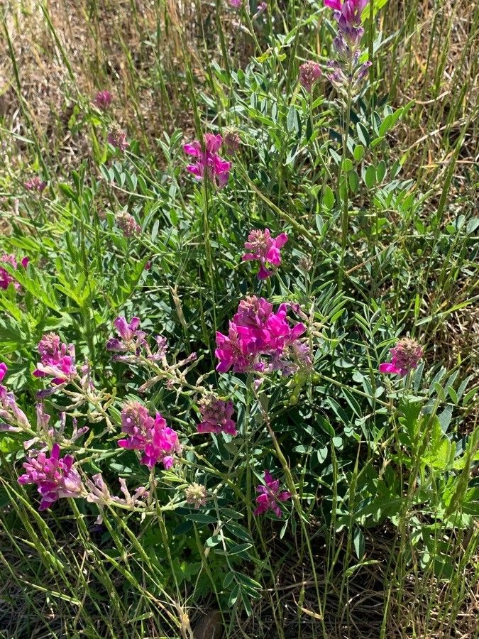 Astragalus mollissimus flower