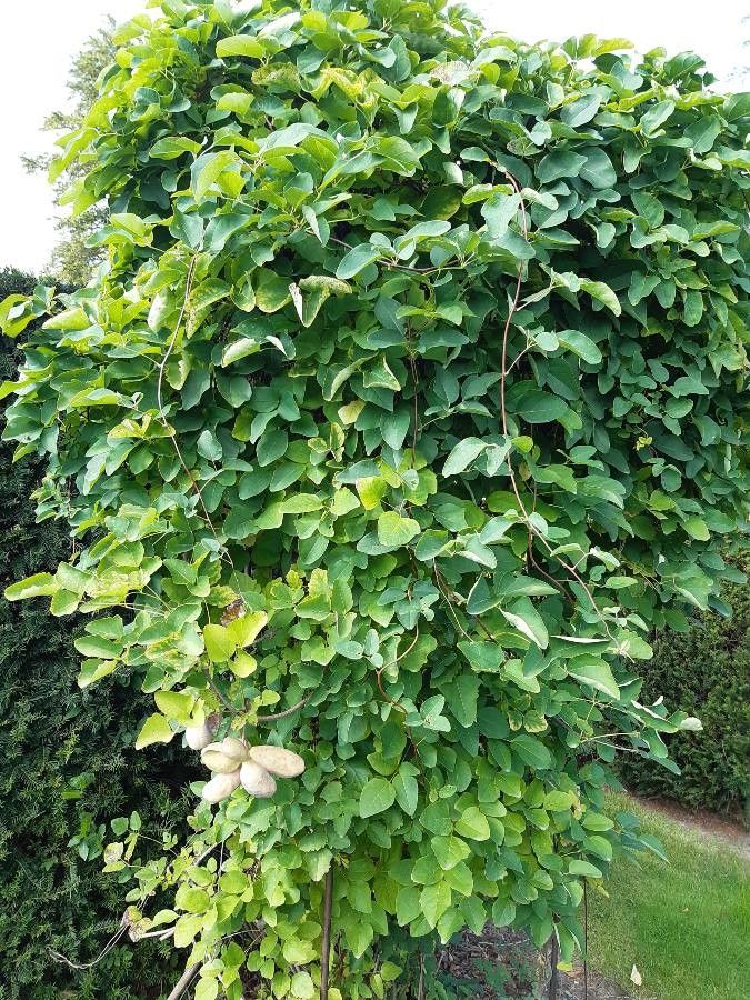 Akebia trifoliata habit