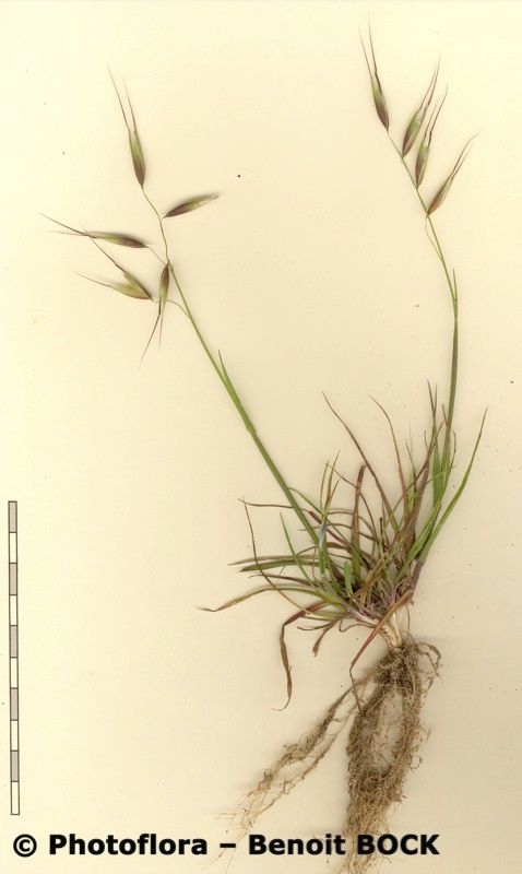 Avena canariensis other