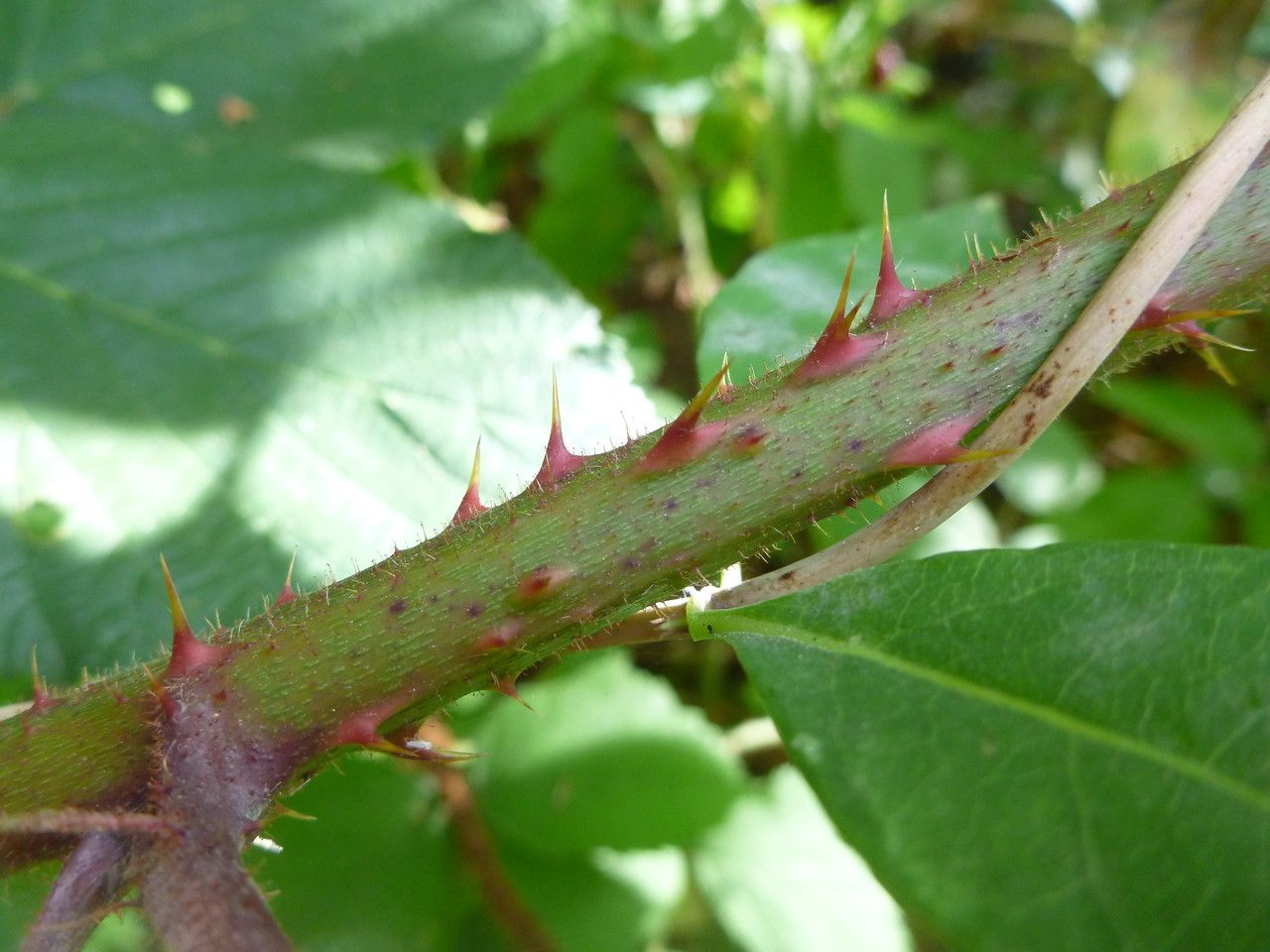 Rubus flexuosus bark