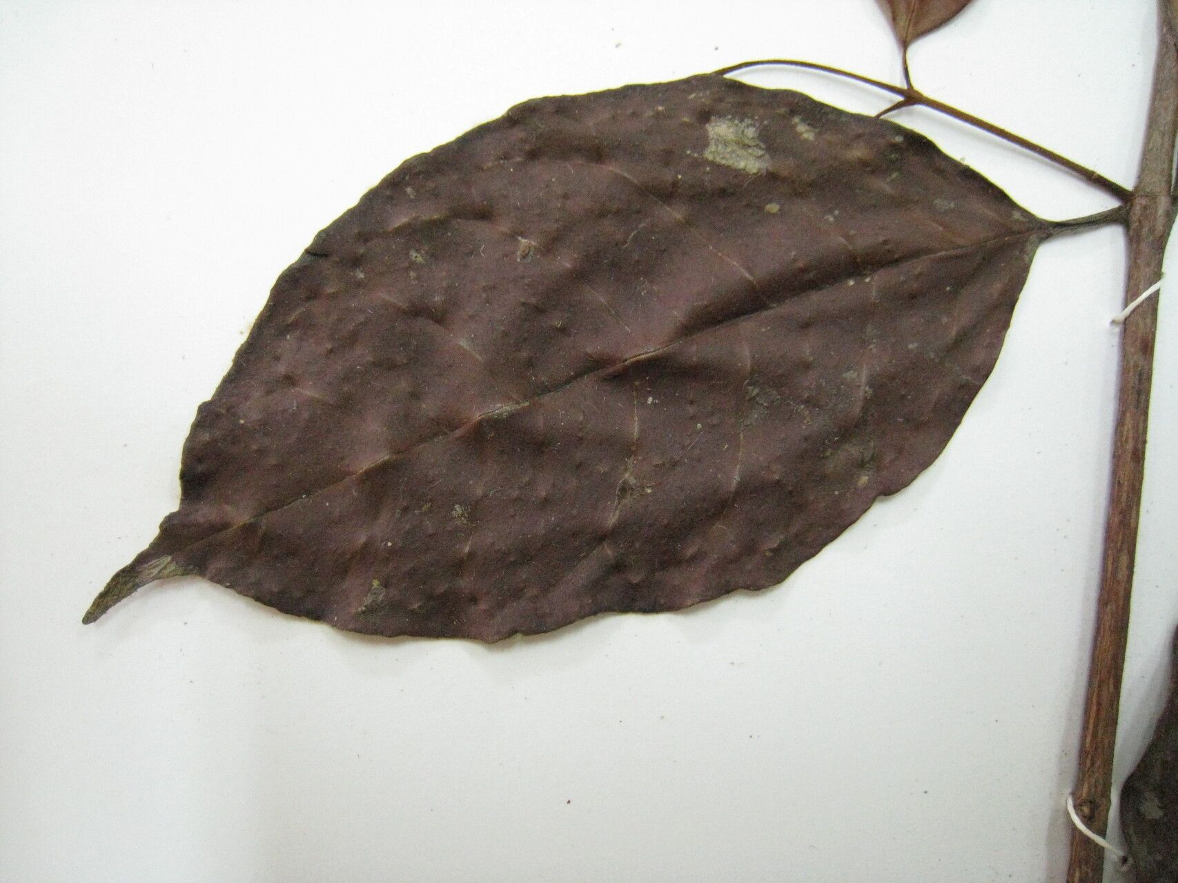 Vismia ramuliflora other