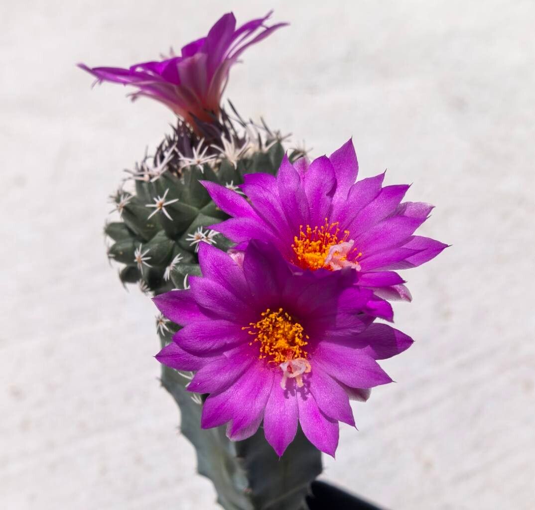 Turbinicarpus nikolae flower