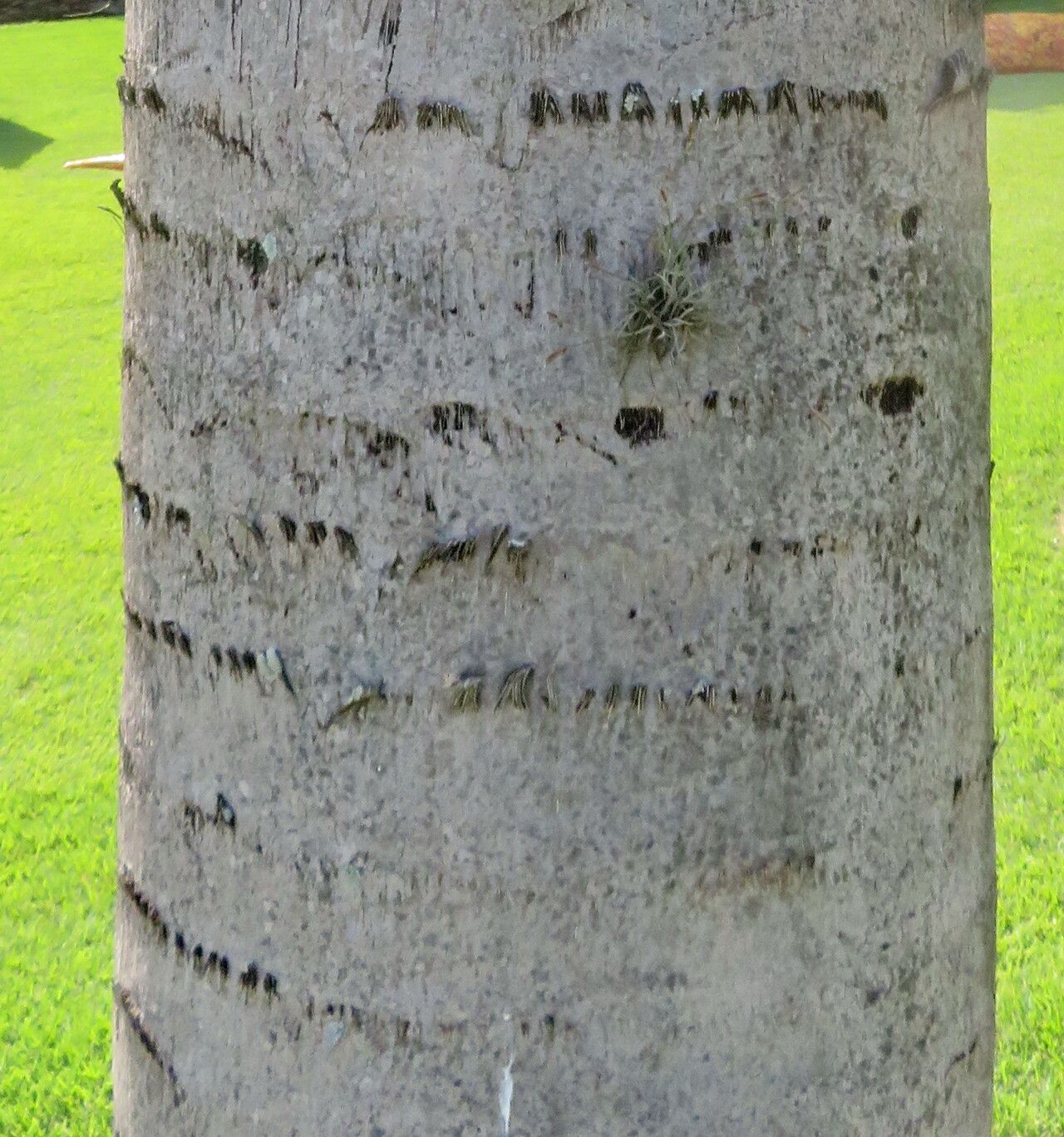 Gaussia princeps bark