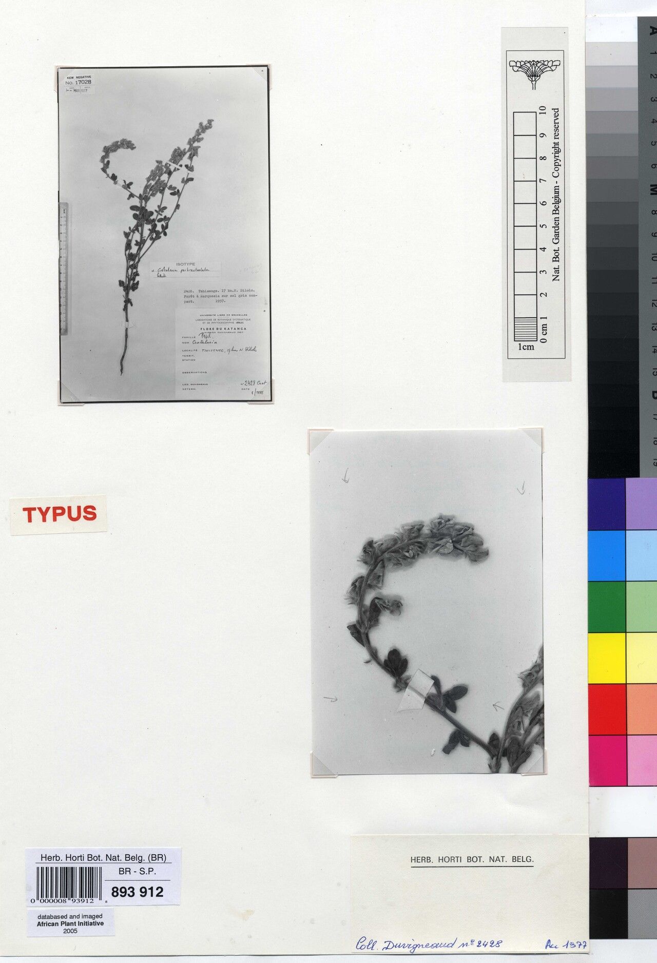 Crotalaria perbracteolata — houseplant care guide